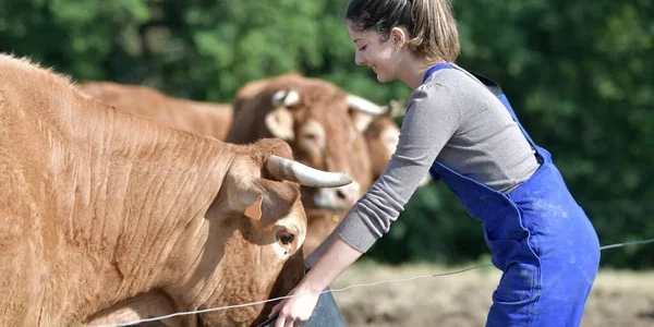 depositphotos_408389870-stock-photo-farmer-apprentice-feeding-cattle-barnyard