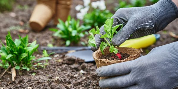 Gardener hands picking and planting vegetable plant in the garden