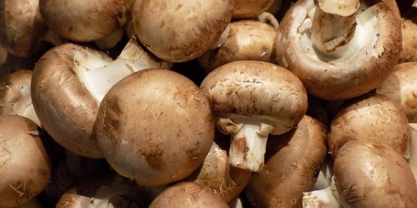 mushroom-3286258_640